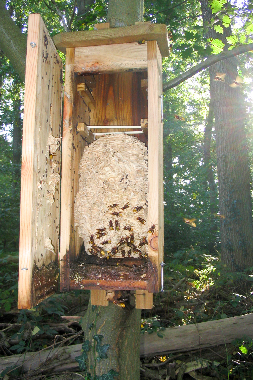 Hornissenkasten Offener Hornissenkasten