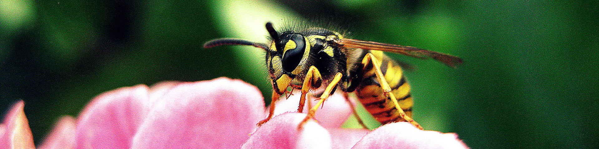 Wespe auf einer Blüte
